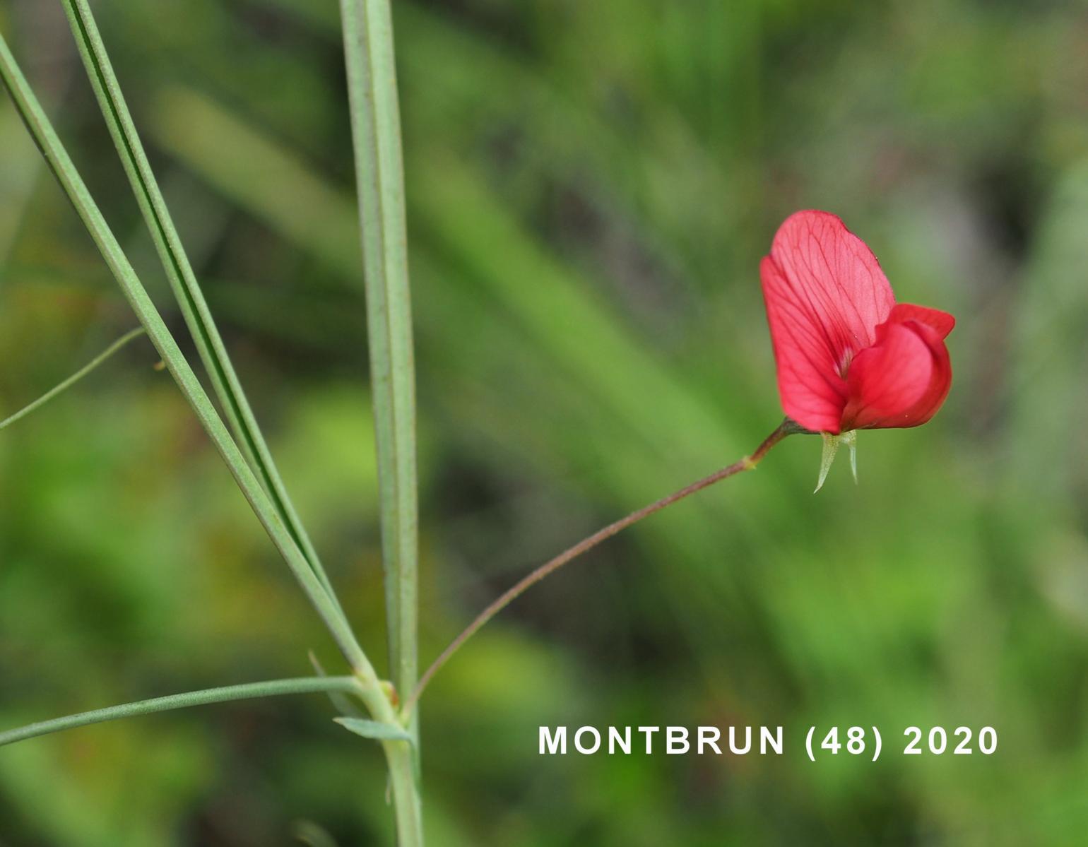 Vetchling, Brown